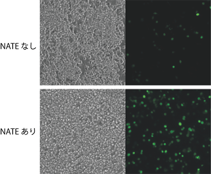 Invivo_NATE_transfection_raw_photo_70.png