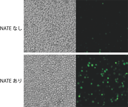 Invivo_NATE_transfection_thp1_photo_70.png