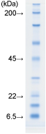 L-135-p2-honseihin-8.png