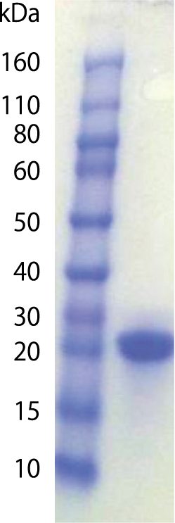 LIF_h.png