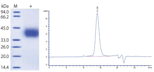 P2-jyundo-hito-PD-L1.jpg