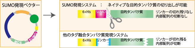 SUMO_438-seinou.png