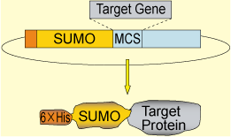 SUMO_I438-9_P3siyouhouhou-1.png