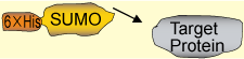 SUMO_I438-9_P3siyouhouhou-3.png