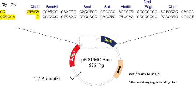 SUMO_Vector.png