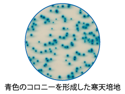 T147-7_X-Gal.png