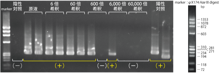 TN40-Nested-PCR.png