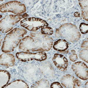 amab90637-ihc-1.jpg