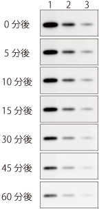 d005010_ChemiLumiOneSuperBlockingOne_seinou_1.png