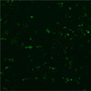 d023025_Shiyourei1_HepG2_1ug_24.jpg