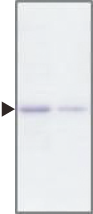 id22_AP1.png