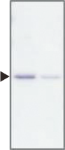 id22_AP2.png