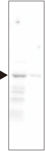 id22_actin-tTBS.png