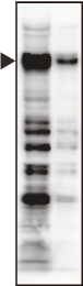 id22_seinouhikaku_A-protein-free.png