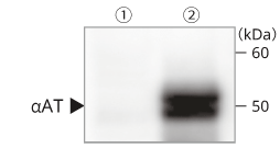 ips-alfaAT.png