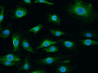 jisirei-2-MC3T3-E1-Green.gif