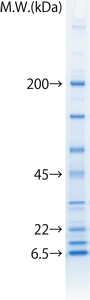 lineup_EP5-20.png