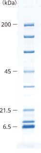lineup_gradient_SDS-PAGE_10-20.png