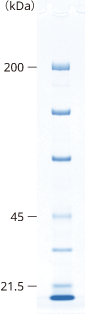 lineup_gradient_SDS-PAGE_5-10.png