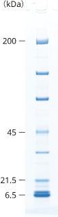 lineup_gradient_SDS-PAGE_5-15.png