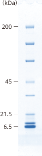 lineup_gradient_SDS-PAGE_5-20.png