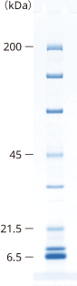 lineup_gradient_SDS-PAGE_7.5-15.png