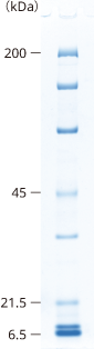 lineup_uniform_SDS-PAGE_10.png