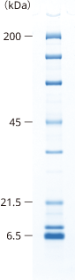 lineup_uniform_SDS-PAGE_12.5.png