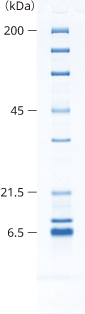 lineup_uniform_SDS-PAGE_15.png