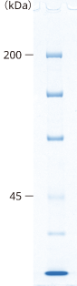 lineup_uniform_SDS-PAGE_7.5.png
