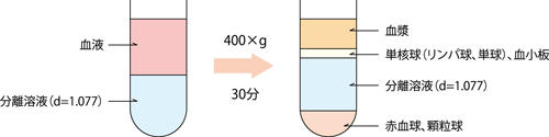 lymphocyte_1_.jpg