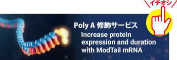 trilink_poly_a_tail_modification.png