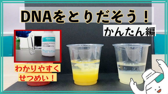 DNAをとりだそう！【かんたん　へん】