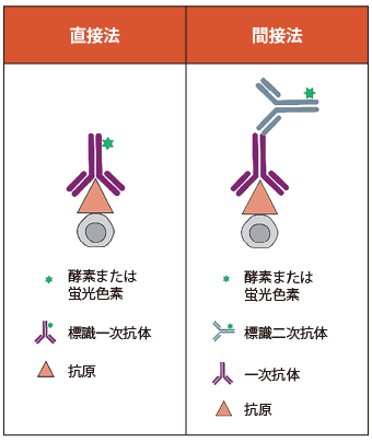 Antibodies4-Fig1.png